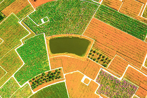 Photos : Champs de fleurs dans l'est de la Chine