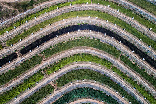 Chine : pratique du tai-chi dans les champs en terrasse