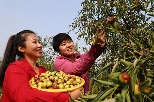 Récolte des jujubes dans l'est de la Chine