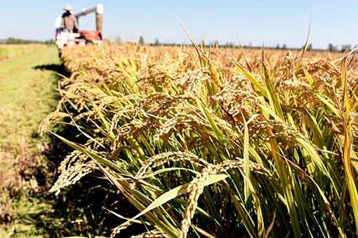 Récolte du riz dans l'est de la Chine