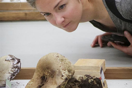 Canada: une exposition de champignons &agrave; Vancouver