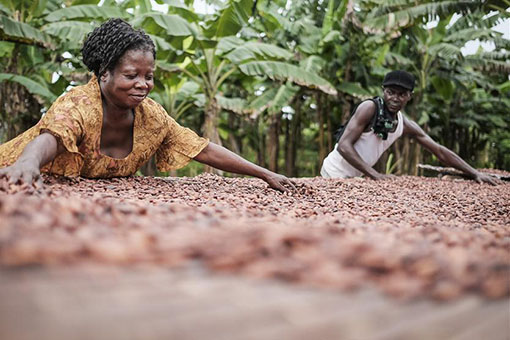Le Ghana fait du cacao son principal produit &agrave; la CIIE