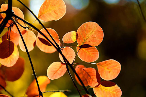 Chine: paysage d'automne &agrave; Shijiazhuang