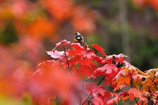 Paysages magnifiques &agrave; travers la Chine