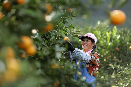 R&eacute;colte des oranges dans le sud-ouest de la Chine