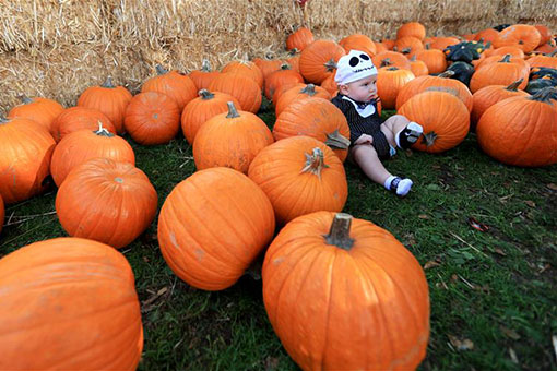 Festival sur le th&egrave;me de la citrouille &agrave; Los Angeles