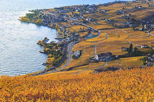 Paysage d'automne dans les vignobles de Lavaux en Suisse