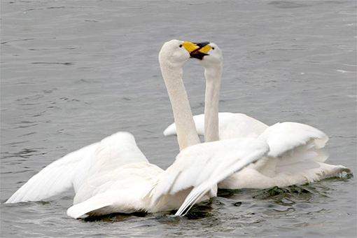 En images: des cygnes dans l'est de la Chine