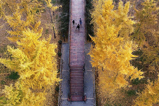 Chine: forêt de ginkgo au Shandong