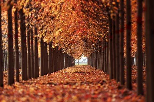 Beaux paysages d'une forêt d'érables dans l'est de la Chine