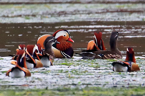 Des canards mandarins sauvages dans l'est de la Chine