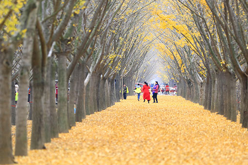 Paysage de ginkgos dans l'est de la Chine