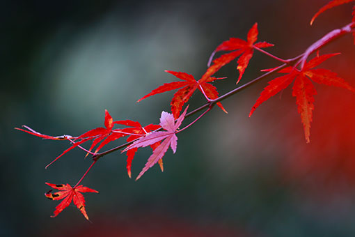 Beaux paysages de feuilles d'érable en Chine