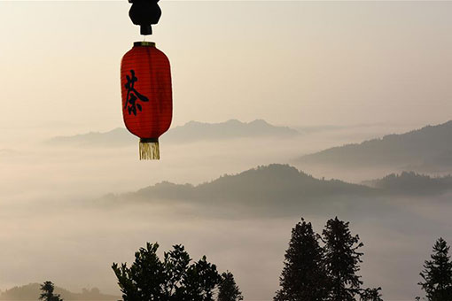 Chine : jardin de thé au Guangxi