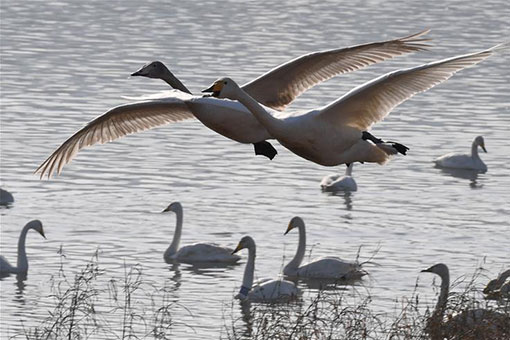 Des cygnes dans une zone humide dans le centre de la Chine