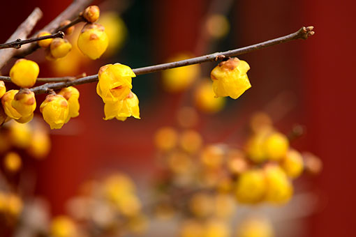 Chine: fleurs au Mus&eacute;e du Palais &agrave; Beijing