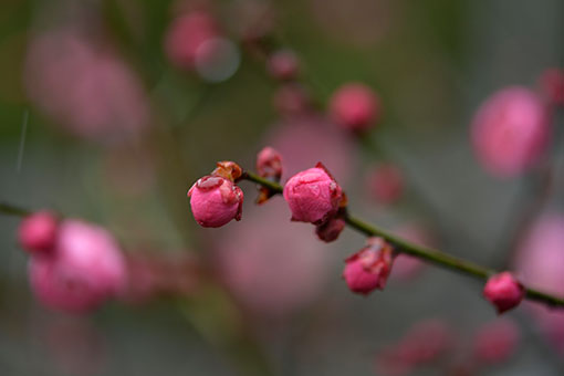 Fleurs de prunier dans le centre de la Chine