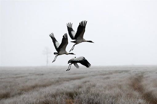 Des grues à cou noir passent l'hiver dans le sud-ouest de la Chine