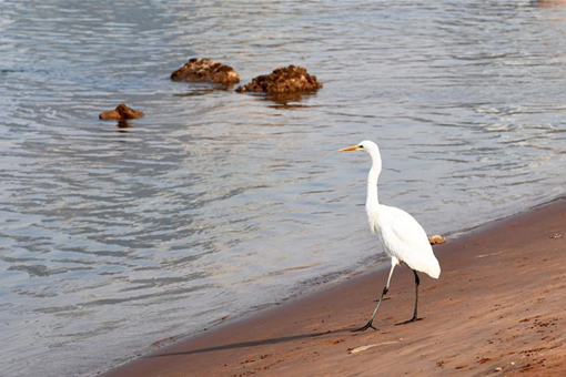 Chine : des oiseaux aquatiques à Lanzhou