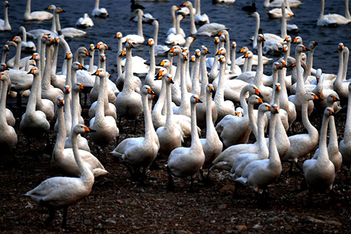 Chine : cygnes blancs au Henan