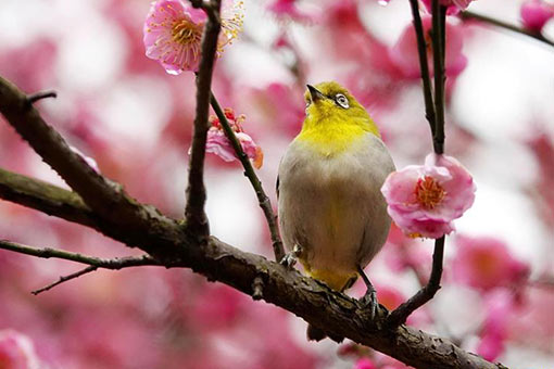 Oiseau et prunier en fleurs dans le sud-ouest de la Chine