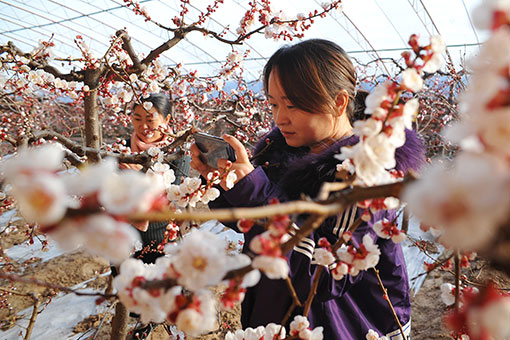 Chine: vues dans les serres dans le nord