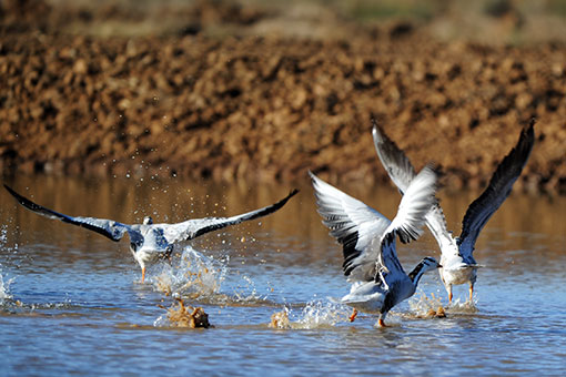 Chine: des oiseaux dans une r&eacute;serve naturelle au Guizhou