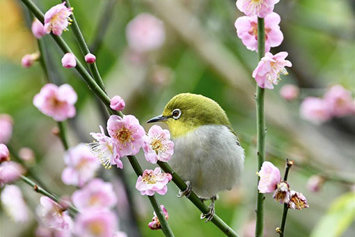 Chine : des oiseaux et des fleurs &agrave; Fuzhou