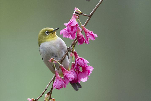 Chine : oiseau du printemps