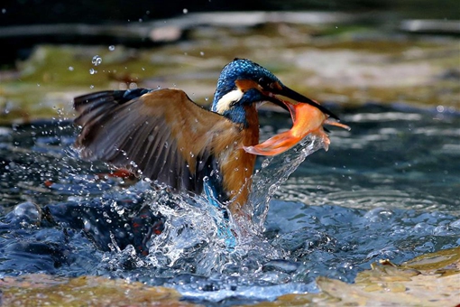 En images : Des martins-pêcheurs dans l'est de la Chine