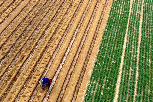 Travaux agricoles à travers la Chine