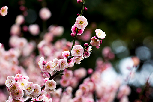 Fleurs de prunier après une pluie dans l'est de la Chine