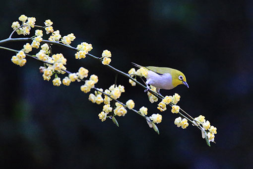 EN IMAGES: des oiseaux et des fleurs