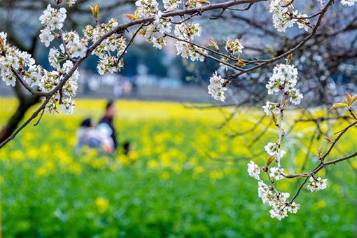 Paysages printaniers en Chine