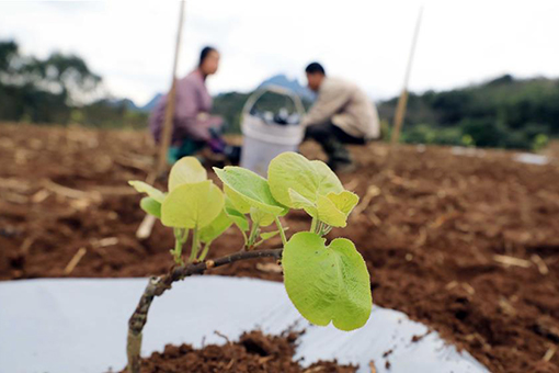 Travaux agricoles à travers la Chine