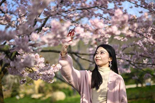 Chine : cerisiers en fleurs à Wuhan