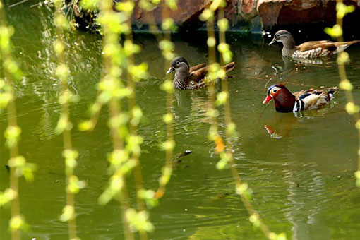 Paysage de saules à travers la Chine