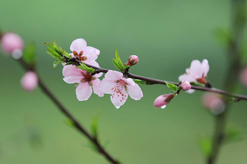 Chine : pêchers en fleurs sous la pluie au Hunan