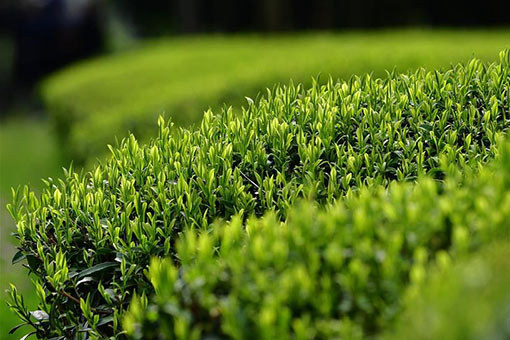 Plantations de thé dans le sud-est de la Chine