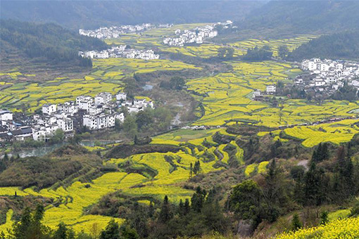 Paysages des champs de colza en fleurs dans l'est de la Chine