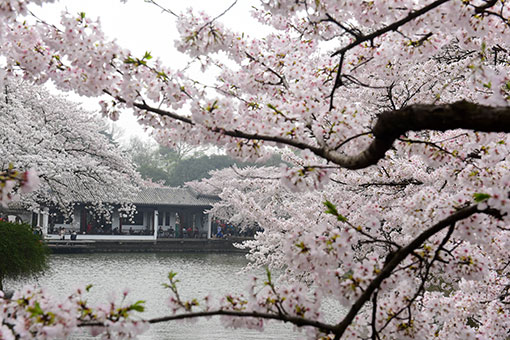 Fleurs de cerisier dans l'est de la Chine