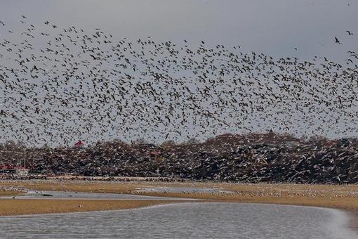 Chine : des oiseaux migrateurs à Qinhuangdao