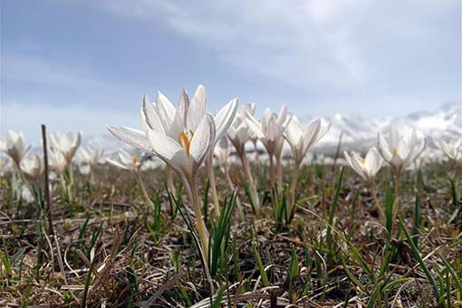 Lis sauvages au Xinjiang en Chine