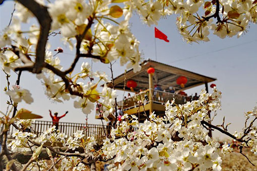 Fleurs de poirier dans le nord de la Chine