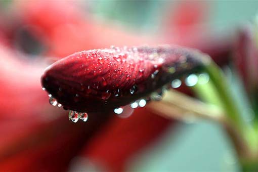 Scènes magnifiques des gouttes de pluie sur les boutons de fleurs