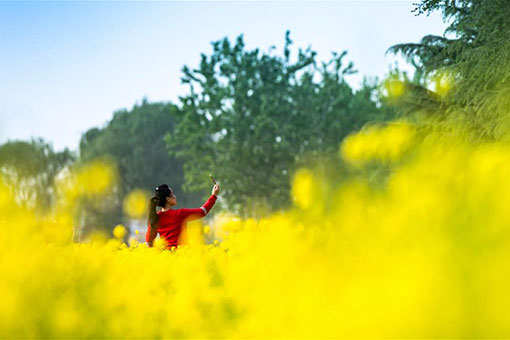 Chine : paysage des fleurs de colza dans le nord