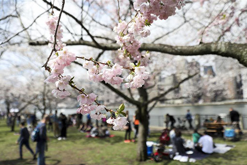 Festival de fleurs de cerisier de Roosevelt Island &agrave; New York