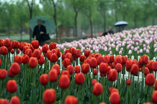 Tulipes dans le nord de la Chine