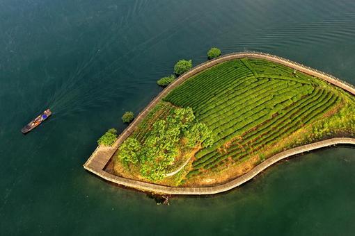 Chine: jardin de th&eacute; dans l'est