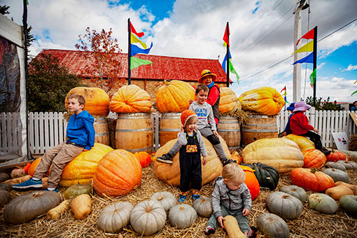 Un festival de la citrouille en Australie